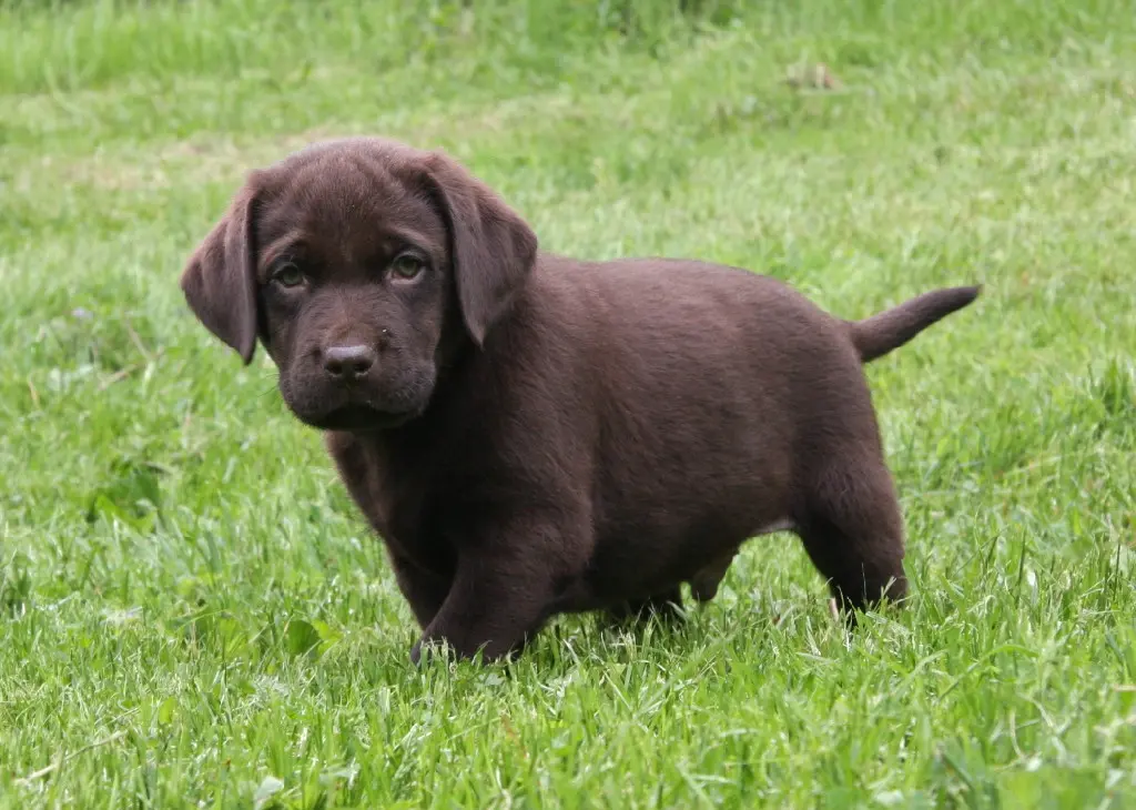 Brown Lab Puppy